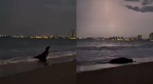Relacionada captaron-leon-marino-puerto-vallarta-video-playa.jpg