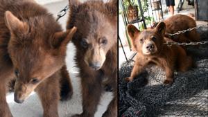 Relacionada canva-foto-20.jpg