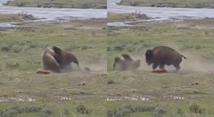 pelea-madre-bisonte-oso-grizzly-proteccion-cria.jpg