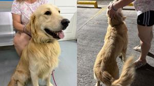 Relacionada perro.jpg