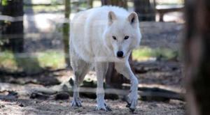 Relacionada lobo.jpg